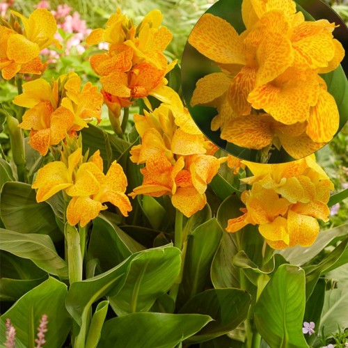 Canna 'Happy Emily®' - Kanna 'Happy Emily®'